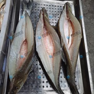 旭眾二枚開片殺魚機，翹嘴魚開背切片